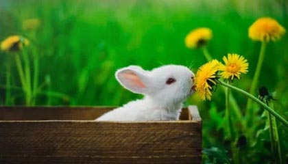 为什么广州人喝茶配点心,佛山人只专注茶本身